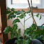 Mano Tomato