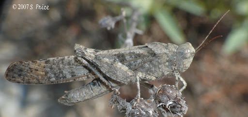 grasshopper
