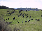 More happy cows!