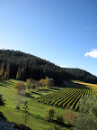 Mission Estate Winery