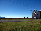 Villa Maria Vineyard