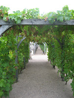 Vine Pergola - Villandry