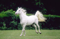 Lipica Horses