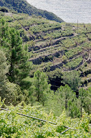 Cliffside vineyards.