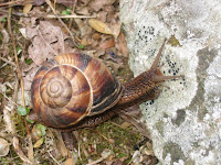 Snail\'s pace.