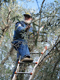 Pruning olive trees