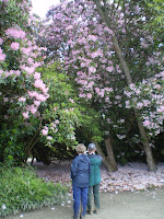Rhododendrons