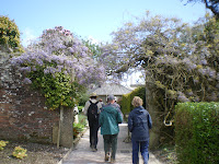 Wisteria - Lost Gardens Heligan
