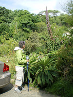 A subtropical garden.