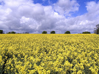 Oilseed (canola) in bloom.