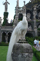 White peacock.