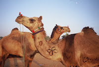 Camels in Rajasthan