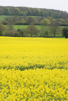 Hampshire countryside