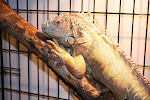 This is Pickle - A Large full size Iguana that was left near our driveway in the ditch in a tiny 10 gal aquarium.