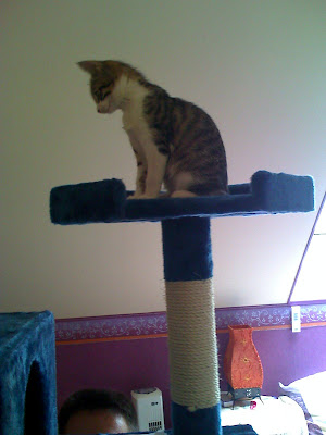 Pour les amoureux des chats - Page 2 16-07-08_1653