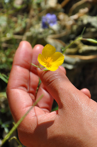 AnzaBorrego0310_038.jpg