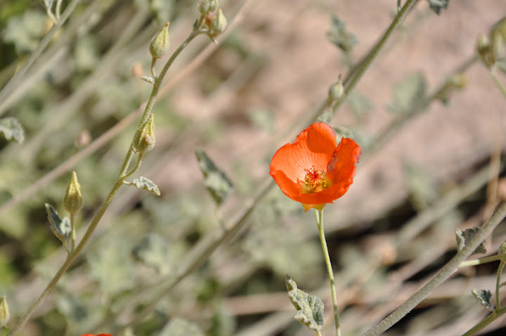 AnzaBorrego0310_048.jpg