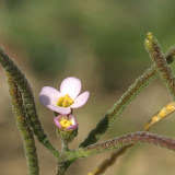Maresia
