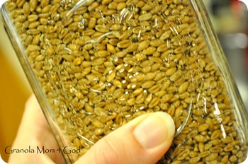 sprouted grain 002