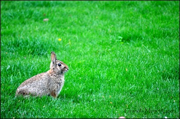 Peter Rabbit 001