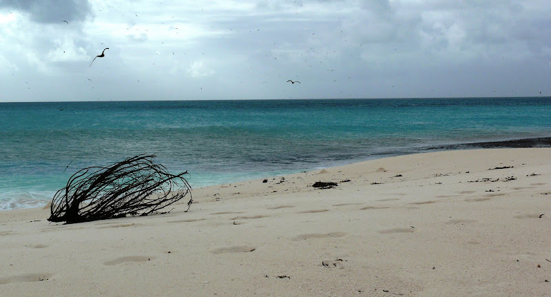 Bird Island в картинках. Сейшелы остров птиц.