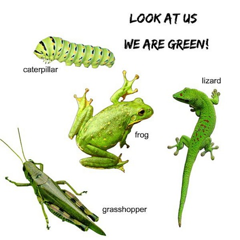 [Green-6[5].jpg]