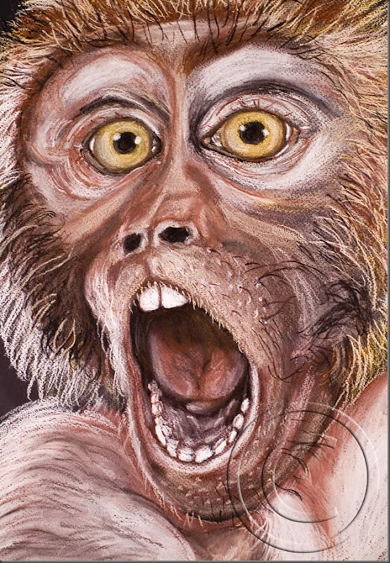 Mac Detalho um web Mac Detalho um web