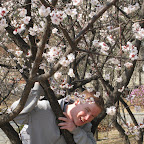 South Koreans love cherry blossoms.