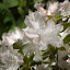 Eagle Rock Lodge is a 4.2 acre garden estate.  Blooms like these run all spring.