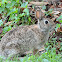 Eastern cottontail rabbit