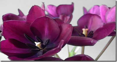 flowers2