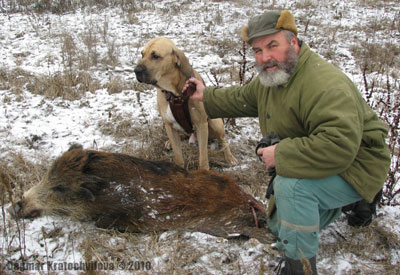 Dogo+argentino+hunting+boar