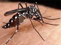[Mosquito da Dengue[3].jpg]