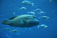 humphead fish.jpg