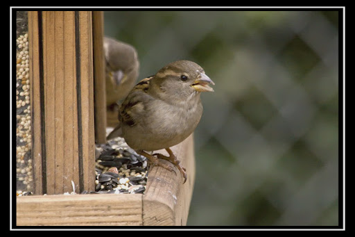 IMAGE: http://lh5.ggpht.com/_ti_aShlyB7A/SXUfdplt8gI/AAAAAAAACN0/j5HDMrZXV3s/IMG_4271a%20copy.jpg