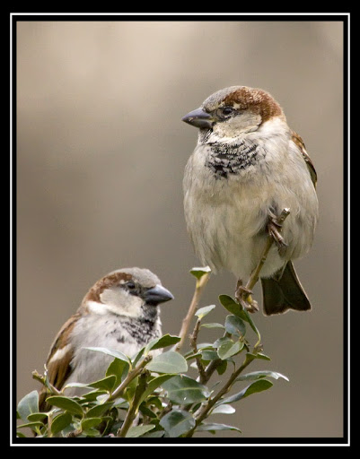 IMAGE: http://lh5.ggpht.com/_ti_aShlyB7A/SXUfiMoXryI/AAAAAAAACOU/IXaEuc4s7h4/s512/IMG_4320a%20copy.jpg