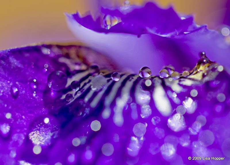 IMAGE: http://lh5.ggpht.com/_ti_aShlyB7A/SgcSagb3rwI/AAAAAAAAC18/YUcDr-iqg2Q/s800/IMG_8556-%20iris%20drops.jpg