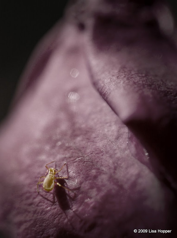 IMAGE: http://lh5.ggpht.com/_ti_aShlyB7A/Sgebi4m6lrI/AAAAAAAAC3M/zmRLoiTV8Ok/s800/IMG_8533aphid%20on%20rose2.jpg