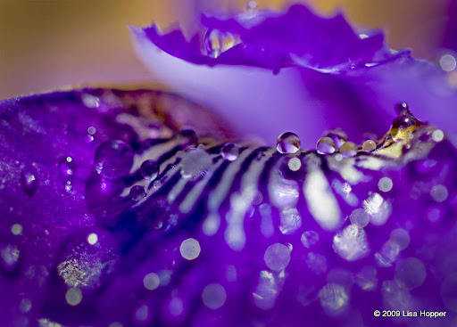 IMAGE: http://lh5.ggpht.com/_ti_aShlyB7A/Sgebjo7nGWI/AAAAAAAAC3Q/E4dU_8wKmZo/IMG_8556-%20iris%20drops2.jpg