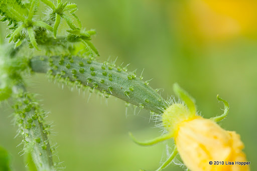 IMAGE: http://lh5.ggpht.com/_ti_aShlyB7A/TC9oEOjlWCI/AAAAAAAAEIQ/XShTvUBoy5E/IMG_9937-little%20cucumber.jpg