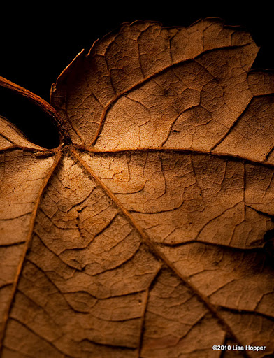 IMAGE: http://lh5.ggpht.com/_ti_aShlyB7A/TKKTmf9x5HI/AAAAAAAAEWs/_9uCQ0HaLy8/s512/IMG_2116-light%20painted%20leaf.jpg