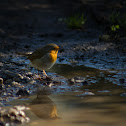 European robin