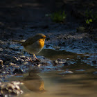 European robin