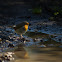European robin