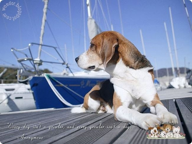 Pet Dogs Lovely Quotes