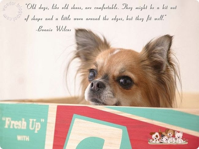 Pet Dogs Lovely Quotes