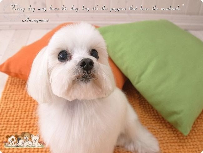 Pet Dogs Lovely Quotes