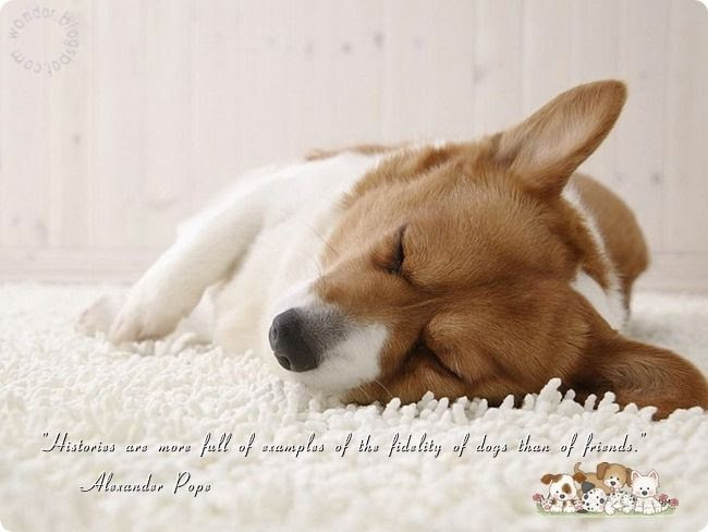 Pet Dogs Lovely Quotes