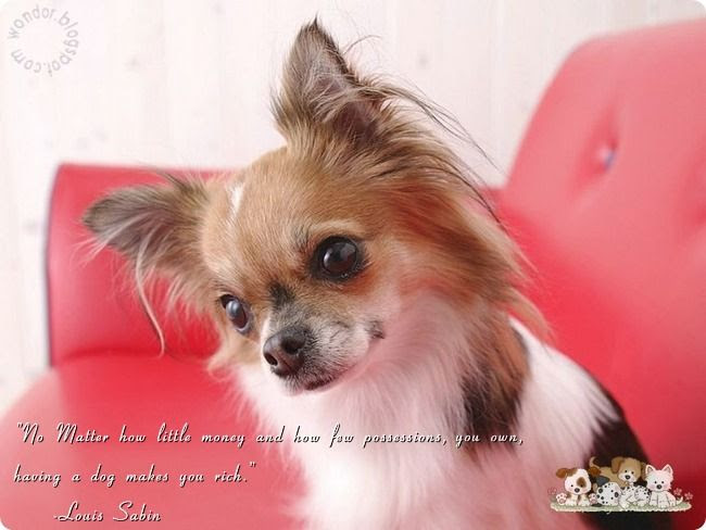 Pet Dogs Lovely Quotes