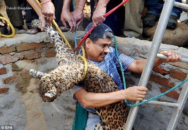 Rescue of a leopard-03.bmp